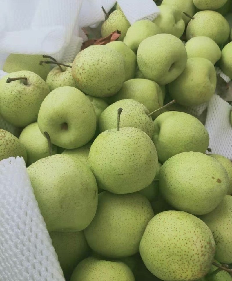 【实力商家】乾县雪花梨糖度高水分足，对接罐头厂果脯厂等