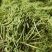 金银花湘蕾五号金银花茶量大优惠价格优惠