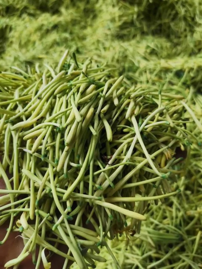 金银花湘蕾五号金银花茶量大优惠价格优惠