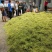 金银花湘蕾五号金银花茶量大优惠价格优惠