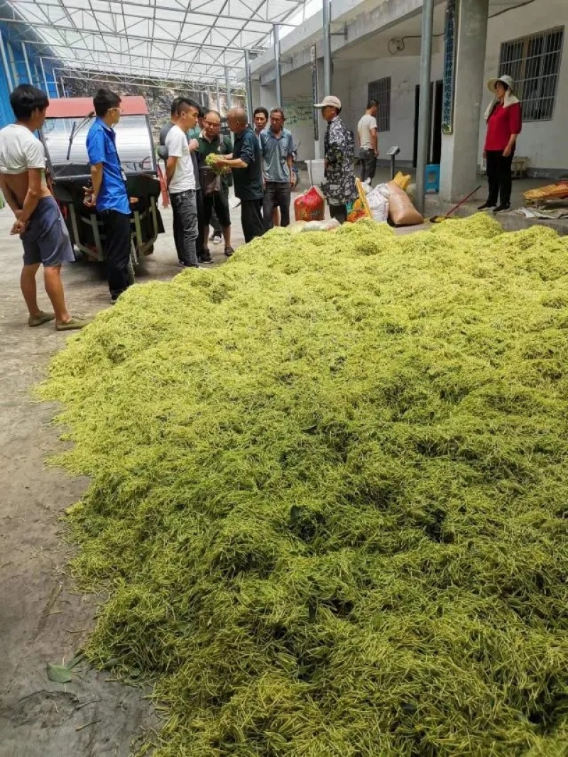 金银花湘蕾五号金银花茶量大优惠价格优惠