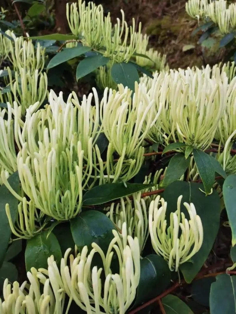 金银花湘蕾五号金银花茶量大优惠价格优惠