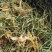 金银花湘蕾五号金银花茶量大优惠价格优惠
