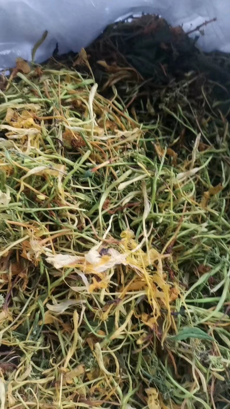 金银花湘蕾五号金银花茶量大优惠价格优惠