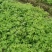 金银花湘蕾五号金银花茶量大优惠价格优惠
