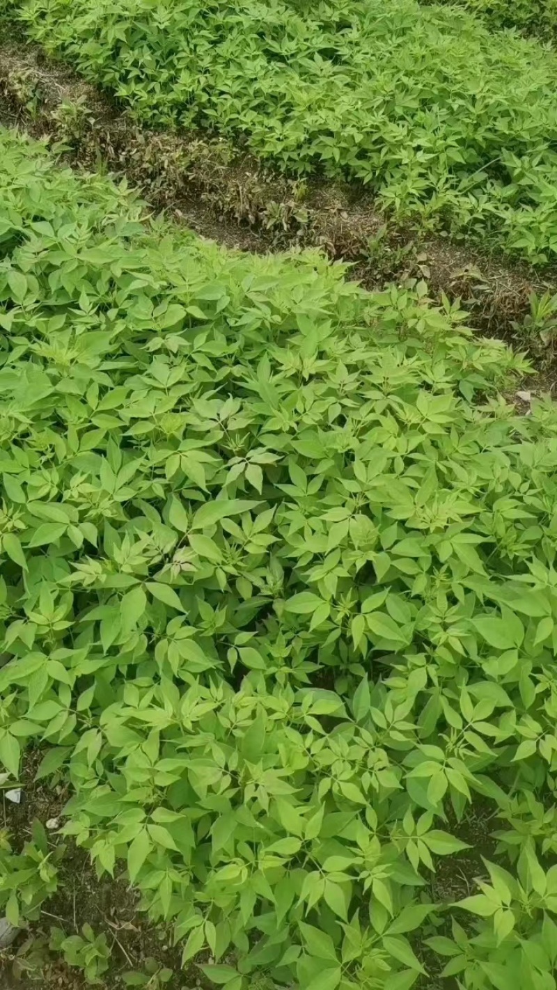 金银花湘蕾五号金银花茶量大优惠价格优惠