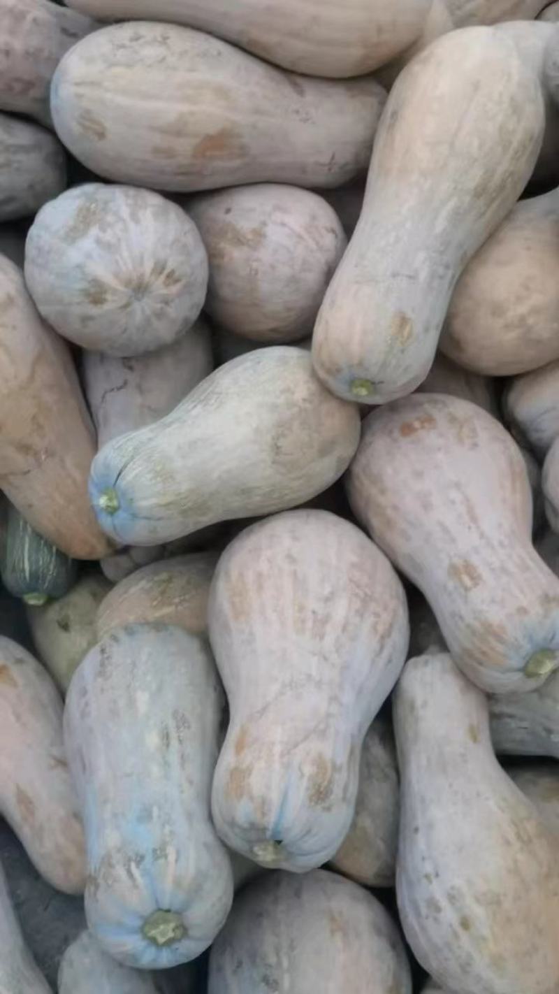 湖北嘉鱼南瓜