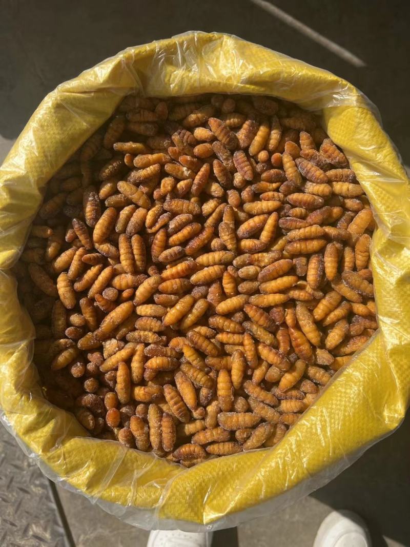 蚕蛹，金丝蛹，小蛹
