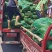 【实力推荐】山东本地日本钢葱苗根系好高产品种抗病能力强！