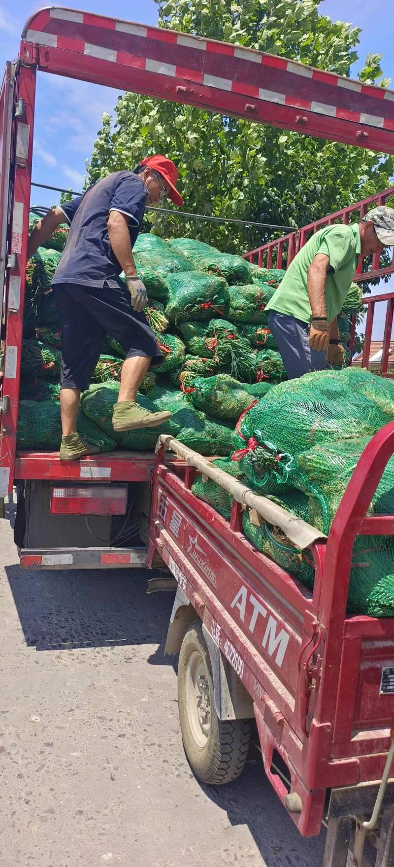 【实力推荐】山东本地日本钢葱苗根系好高产品种抗病能力强！