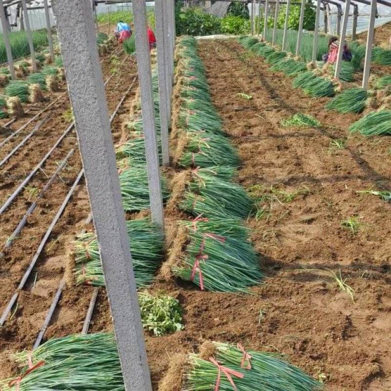 【实力推荐】山东本地日本钢葱苗根系好高产品种抗病能力强！