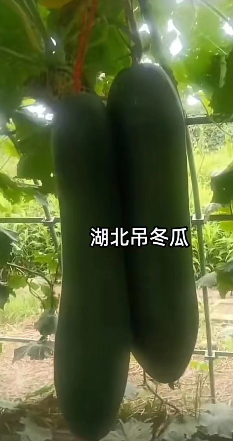 【精品】湖北黑皮冬瓜品质保证产地直发欢迎看货来电选购
