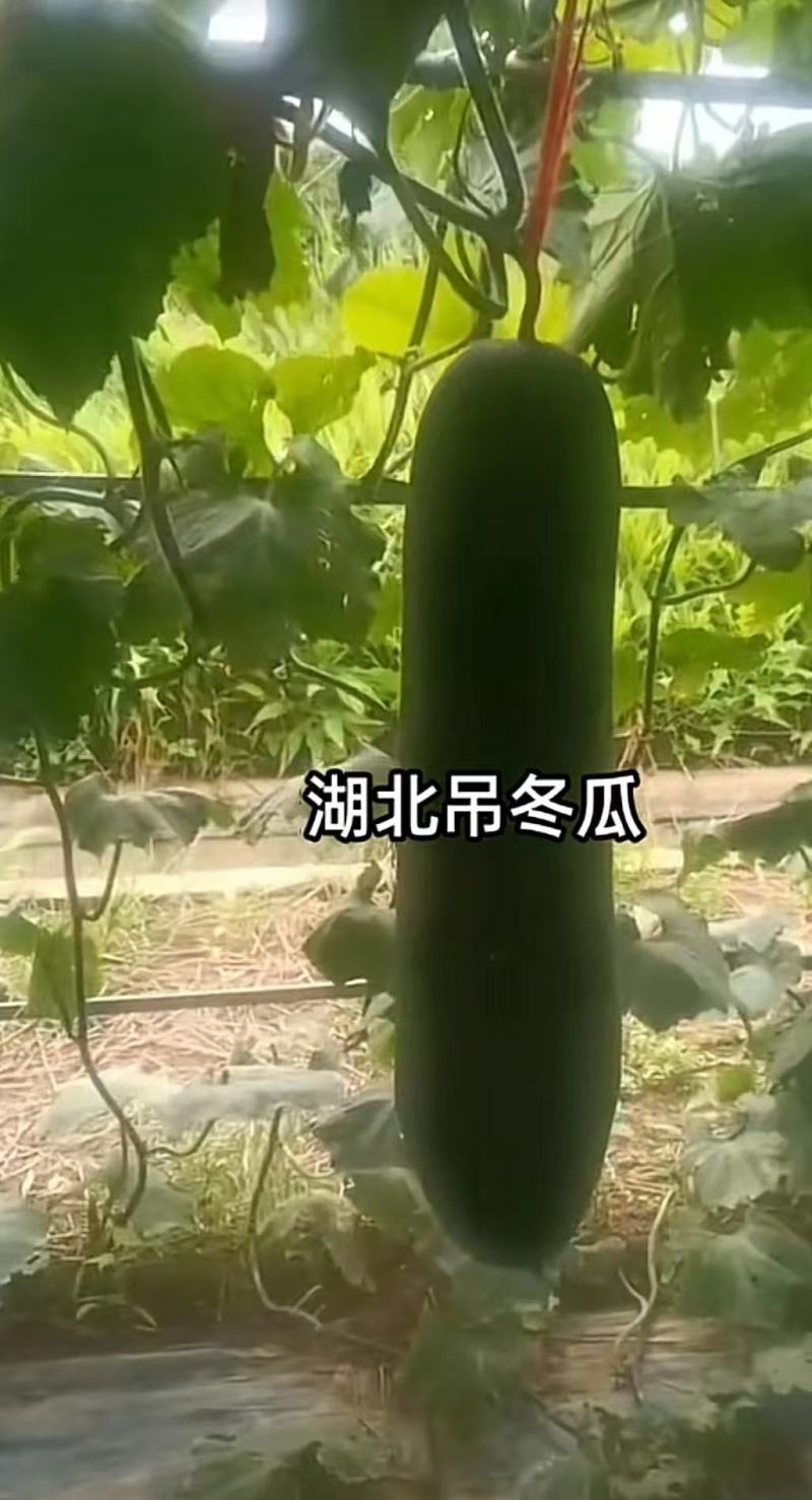 【精品】湖北黑皮冬瓜品质保证产地直发欢迎看货来电选购