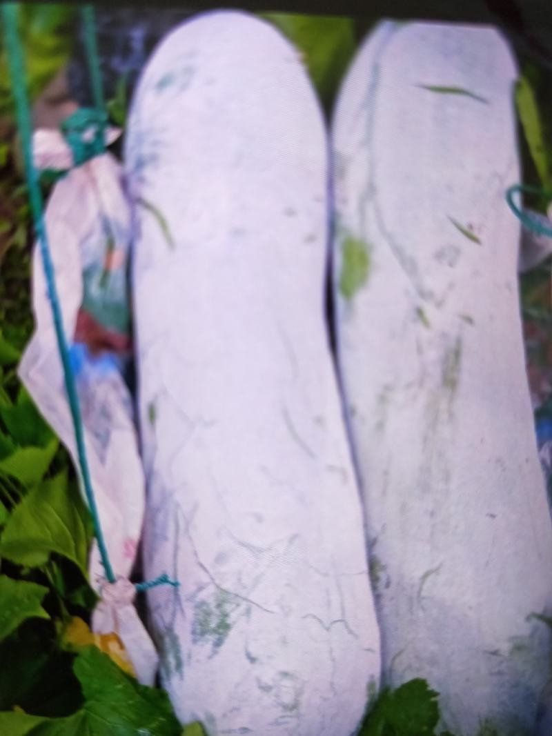 【精品】湖北黑皮冬瓜品质保证产地直发欢迎看货来电选购