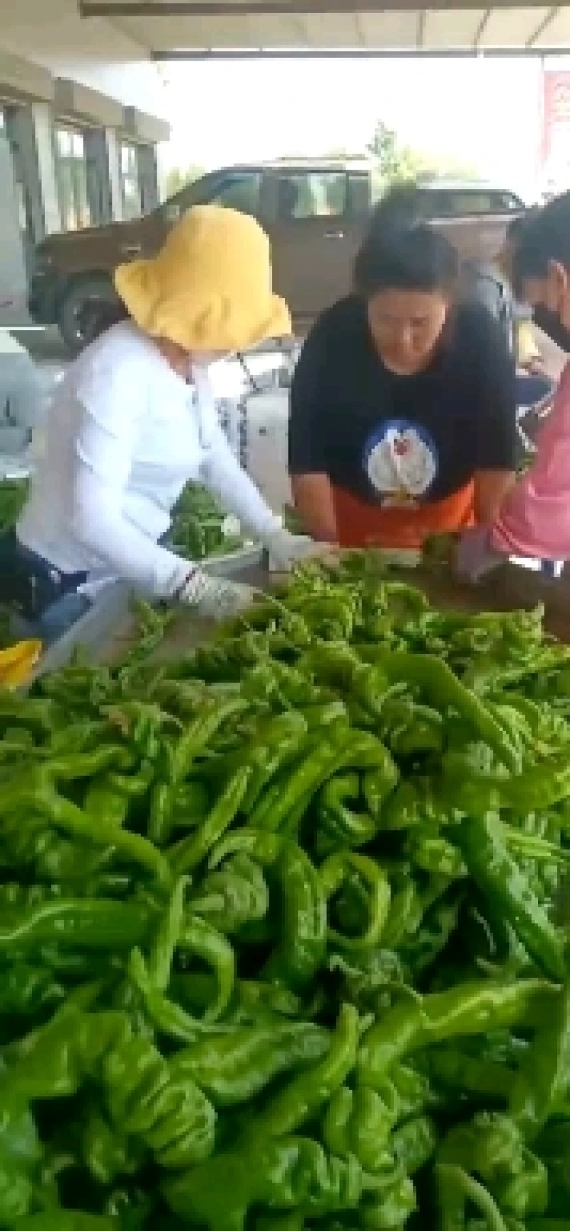 陕西辣椒大量上市了，产地直销，品种多，货源充足