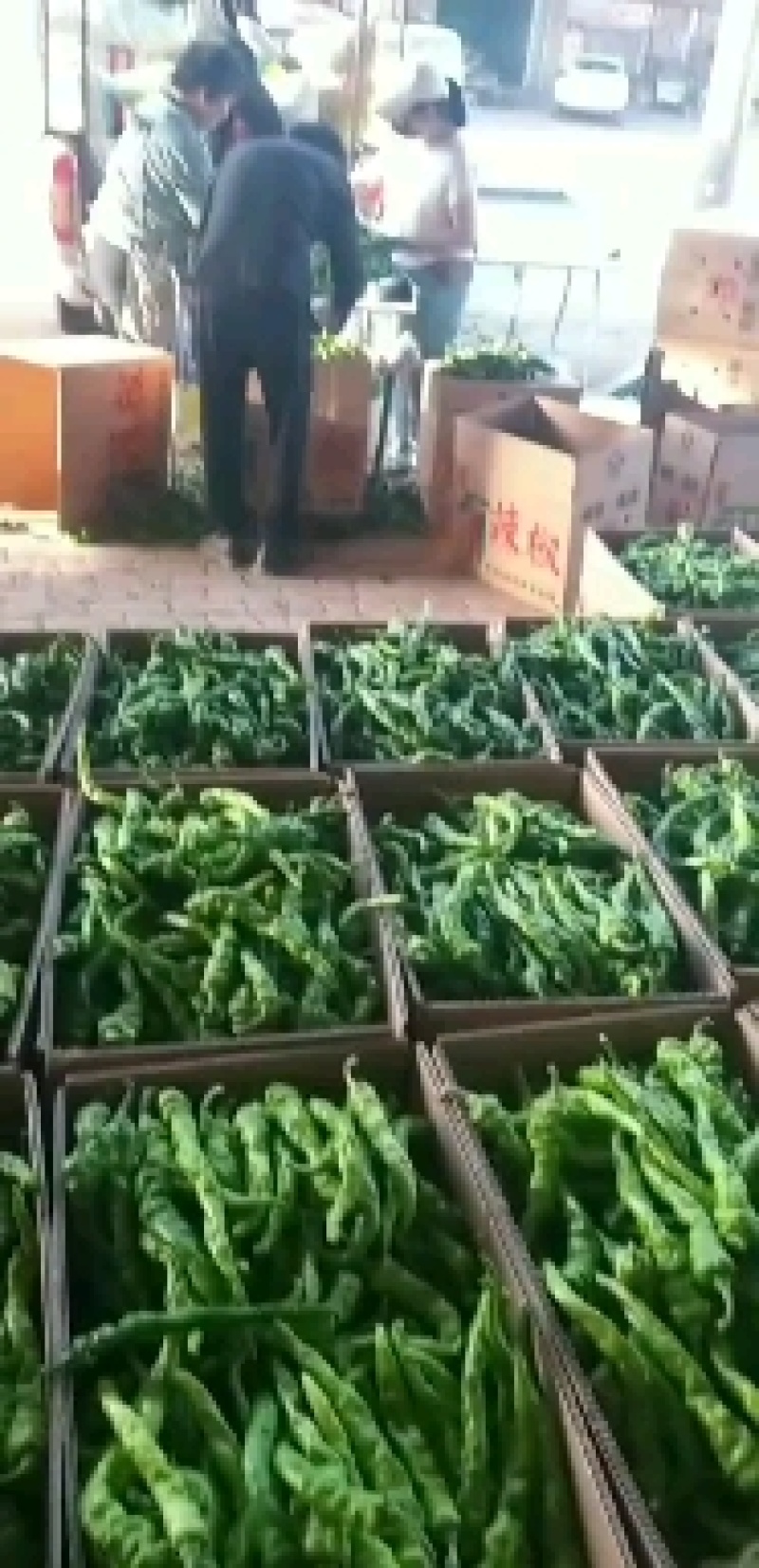 陕西辣椒大量上市了，产地直销，品种多，货源充足