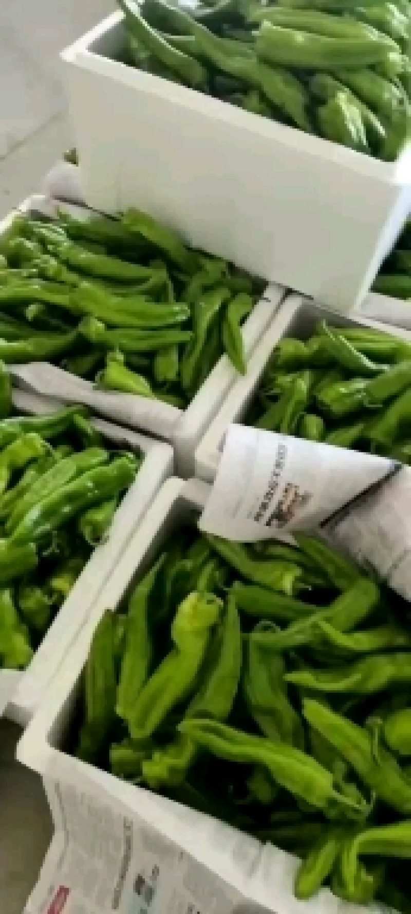 陕西辣椒大量上市了，产地直销，品种多，货源充足