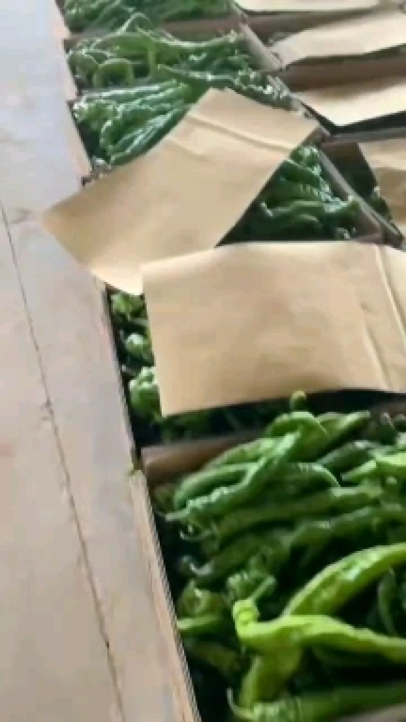 陕西辣椒大量上市了，产地直销，品种多，货源充足