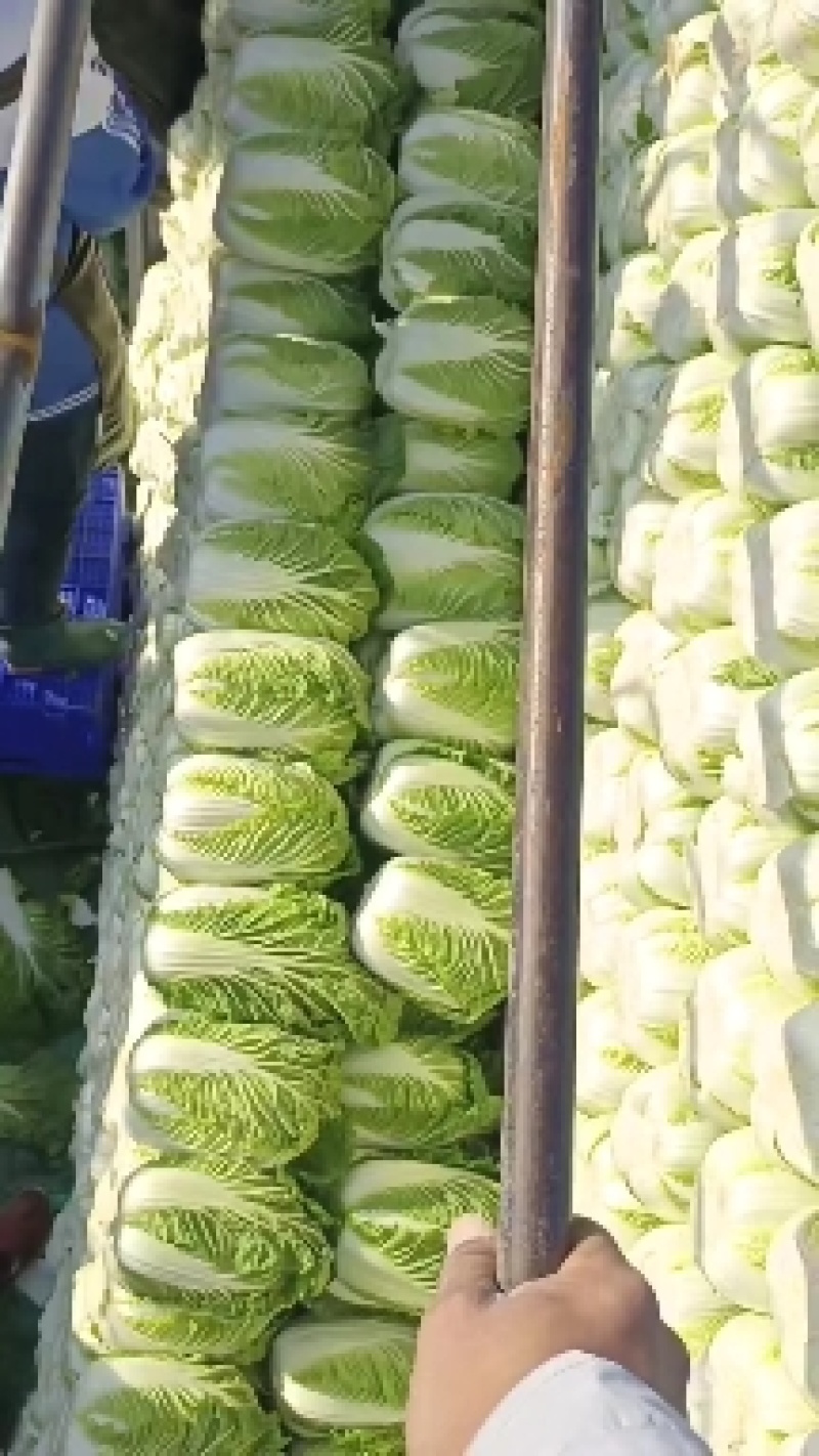 张北玲珑黄，黄心大白菜外表青秀，不烧心不烧边产地直发，