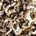 平菇产地直销批发牡丹条干货菌菇土特产食用菌蘑菇