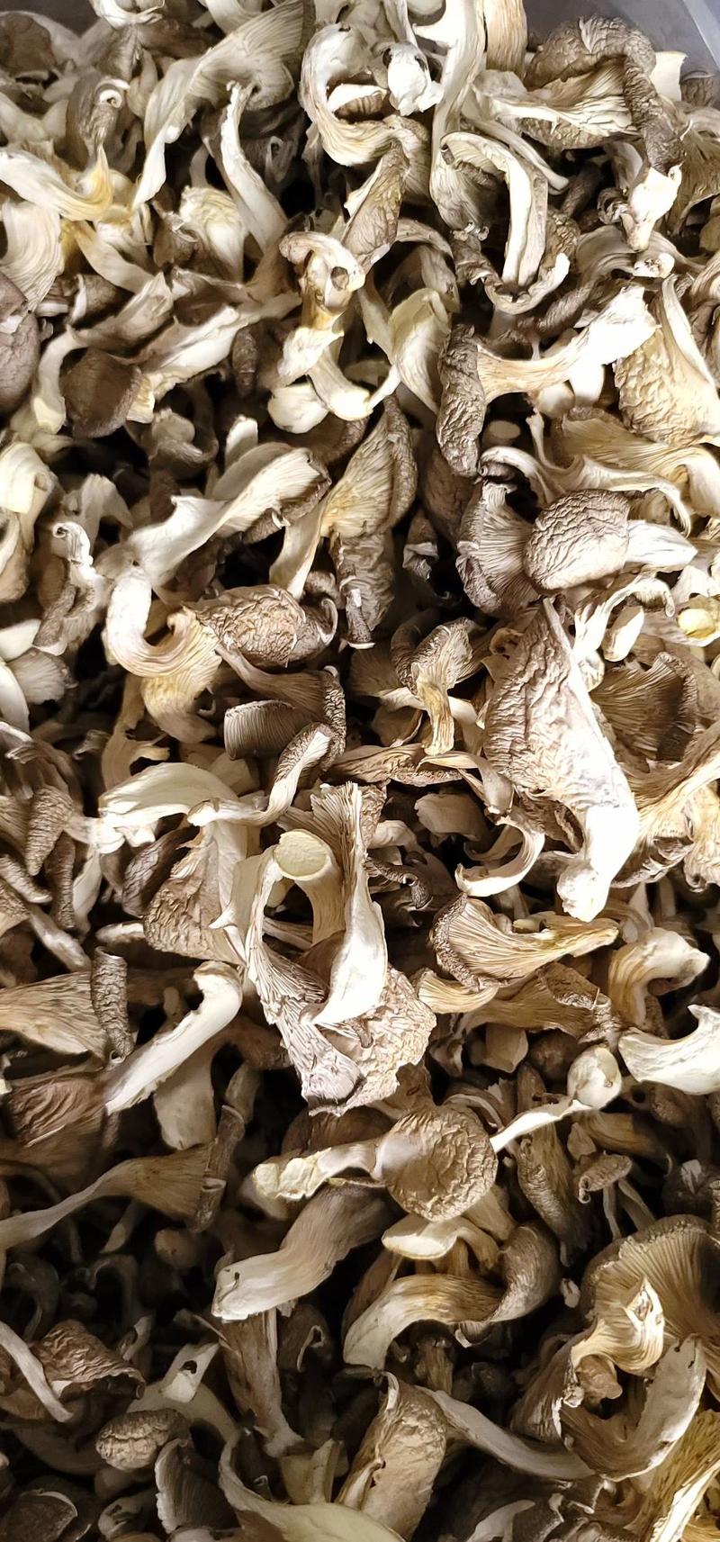 平菇产地直销批发牡丹条干货菌菇土特产食用菌蘑菇