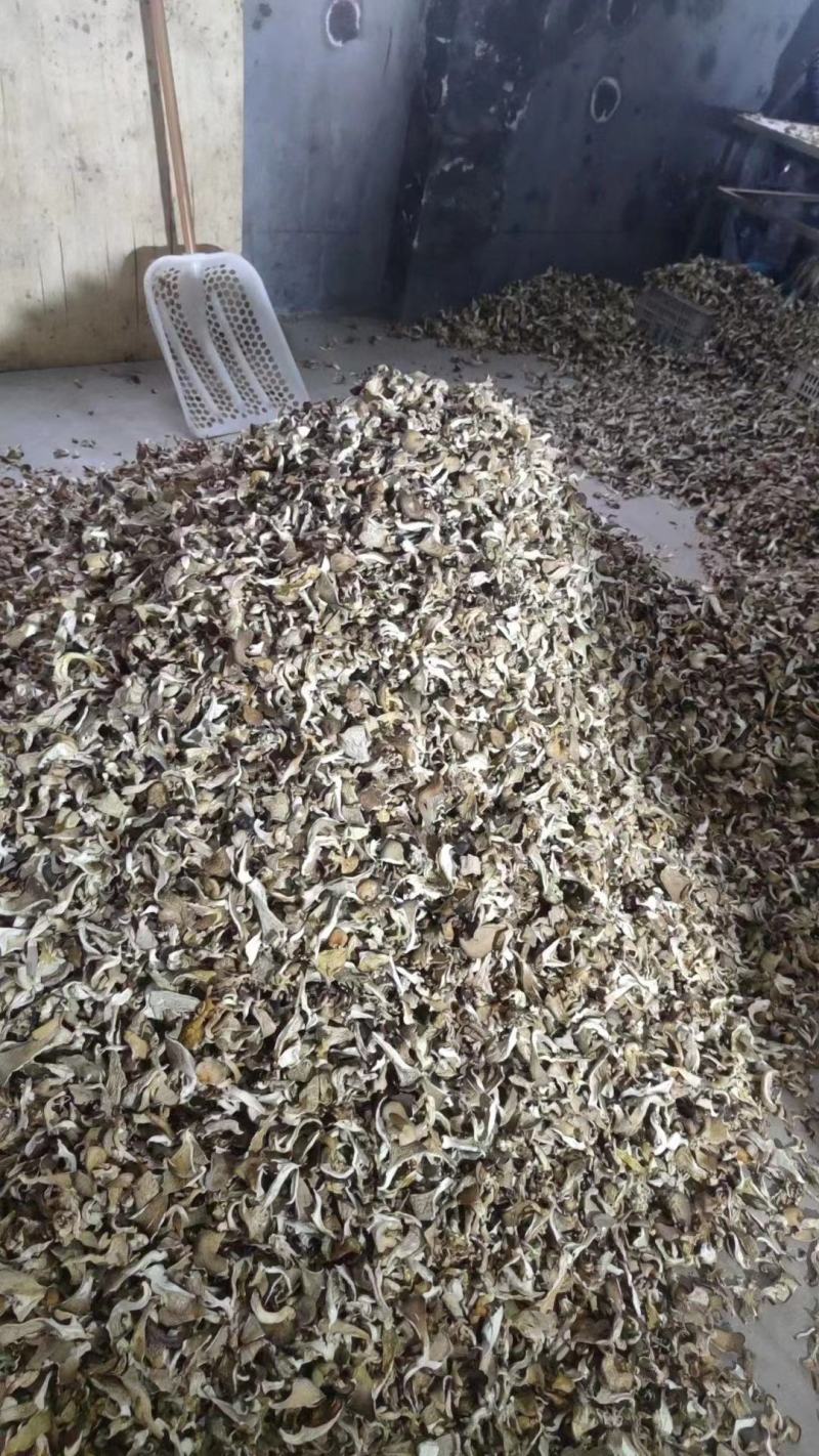 平菇干货产地直销批发牡丹条鲍鱼菇古田食用菌凤尾菇灰平菇