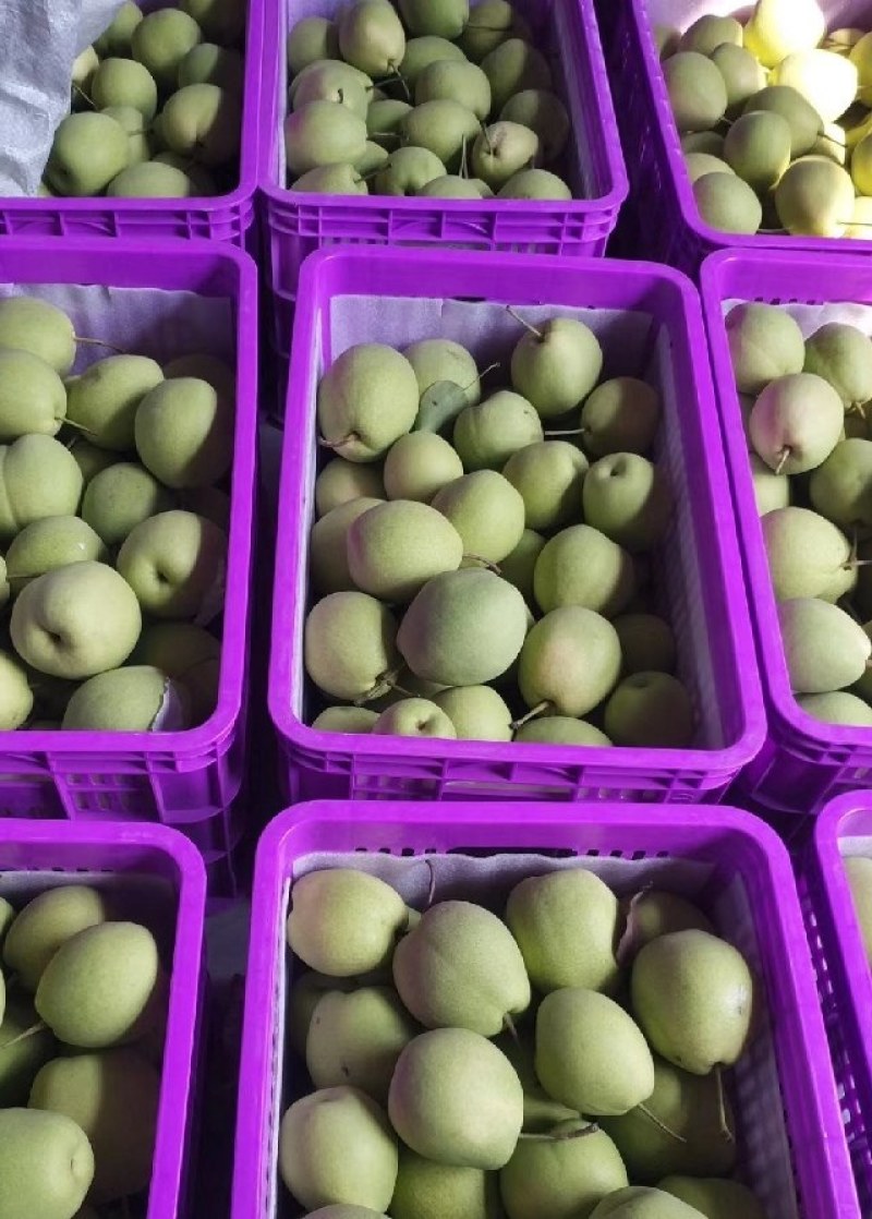【实力商家】长把梨精品洋梨酸甜可口皮薄多汁欢迎采购