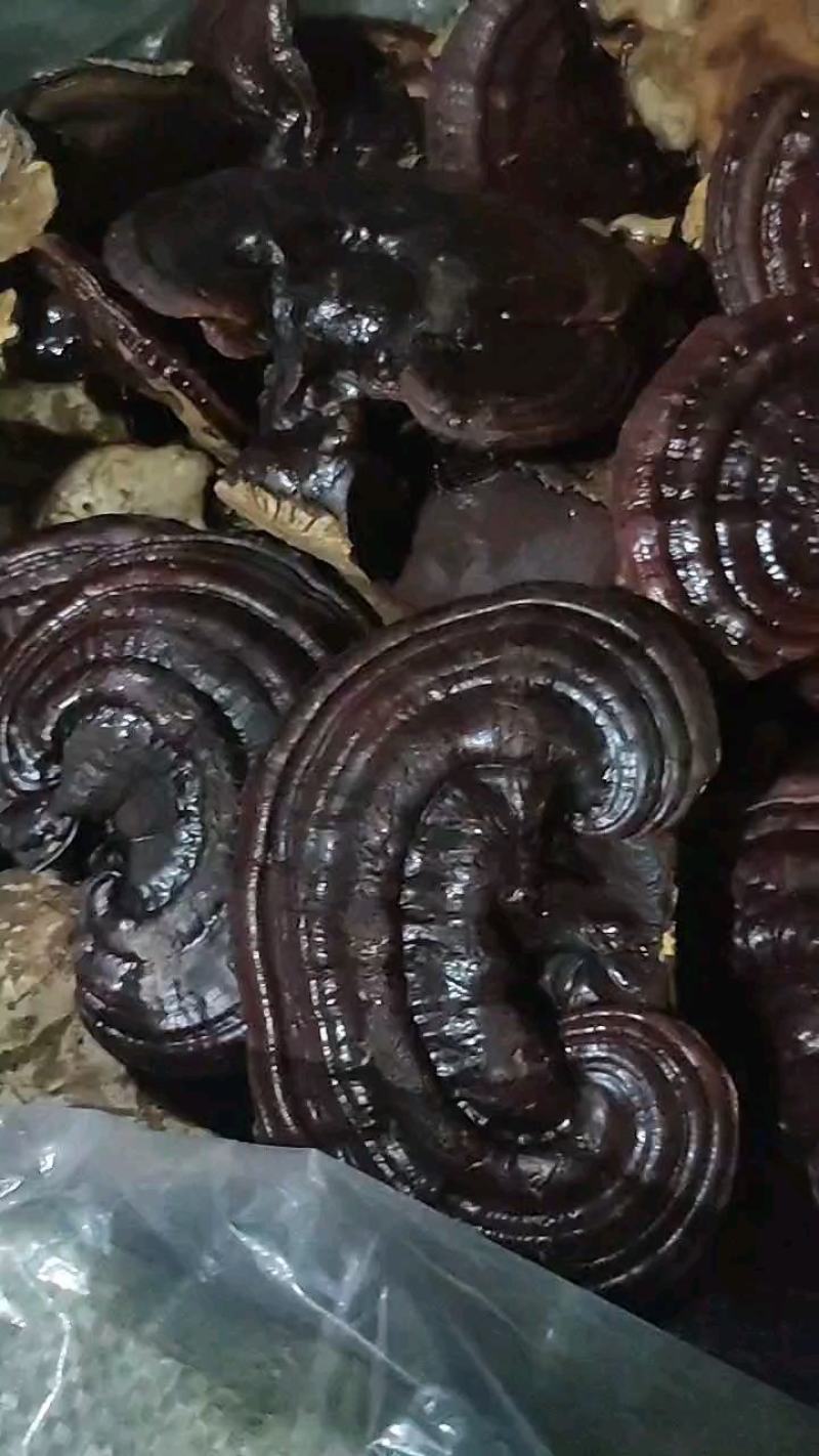 紫灵芝赤灵芝，诚信赢得未来，质量赢得市场