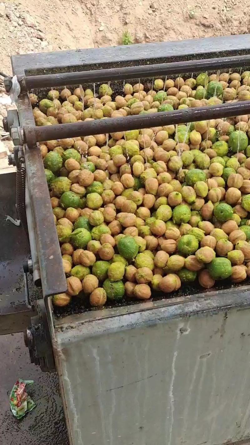 青皮核桃，原产地优质青皮核桃辽系，货源充足