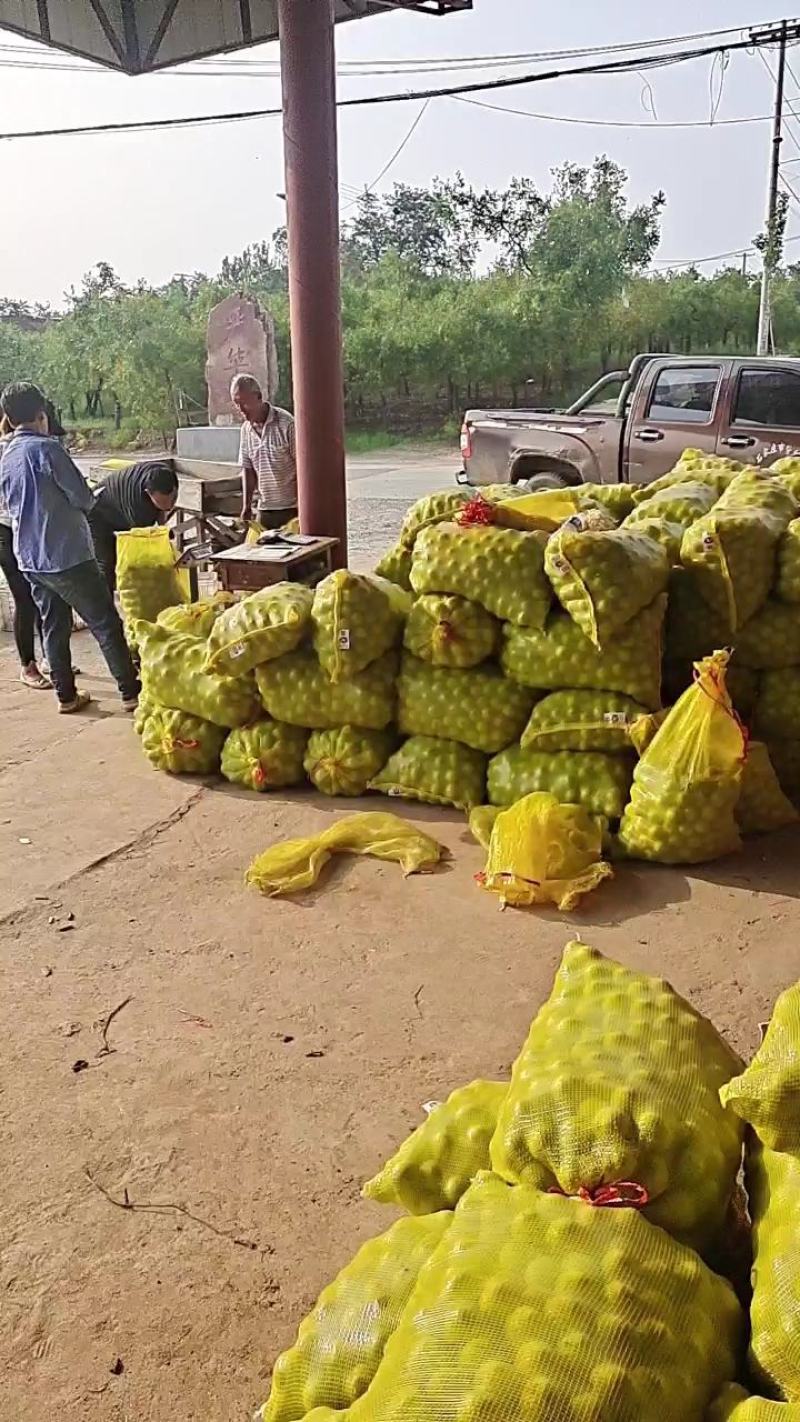 青皮核桃，原产地优质青皮核桃辽系，货源充足