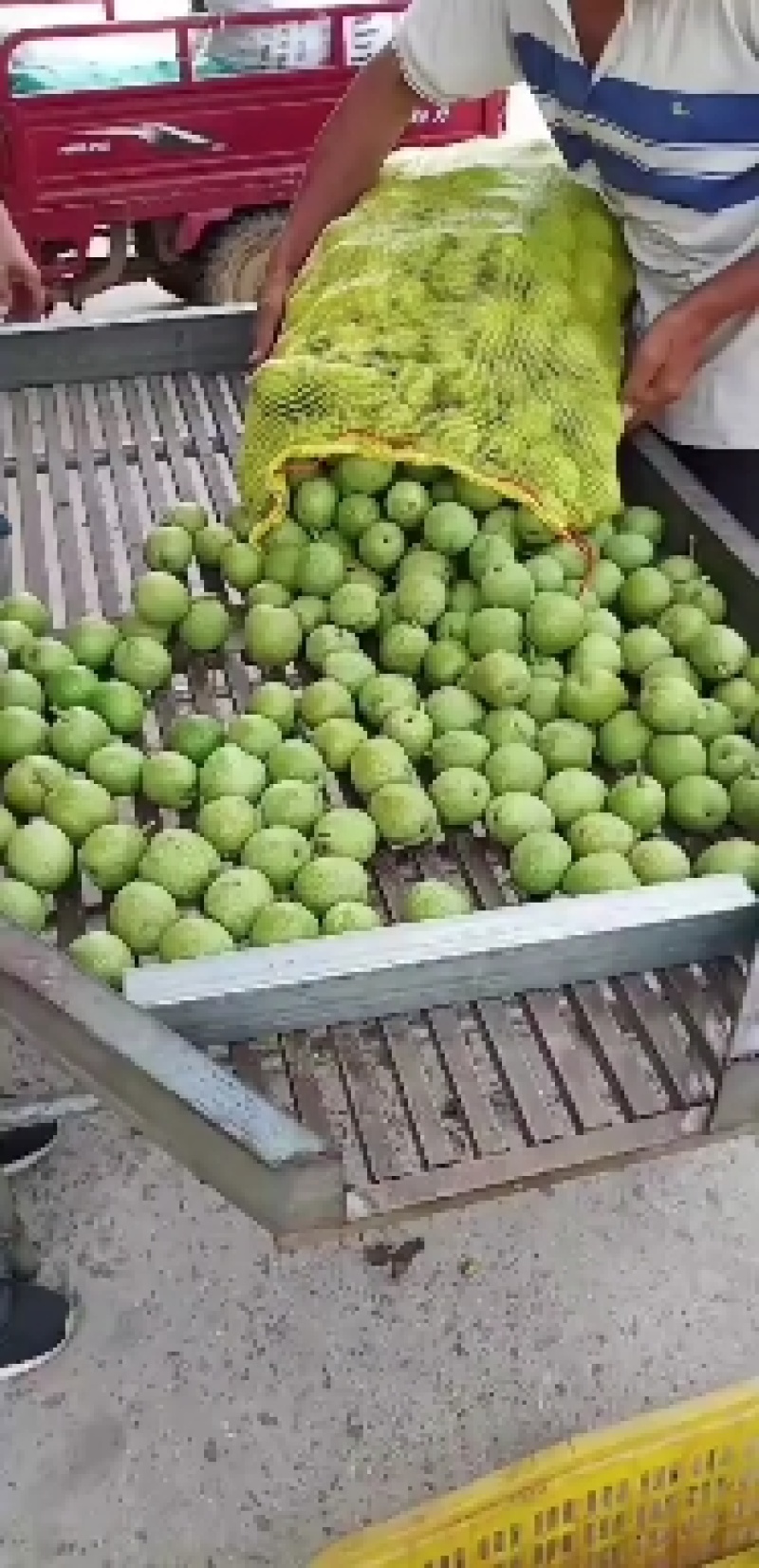 青皮核桃，原产地优质青皮核桃辽系，货源充足