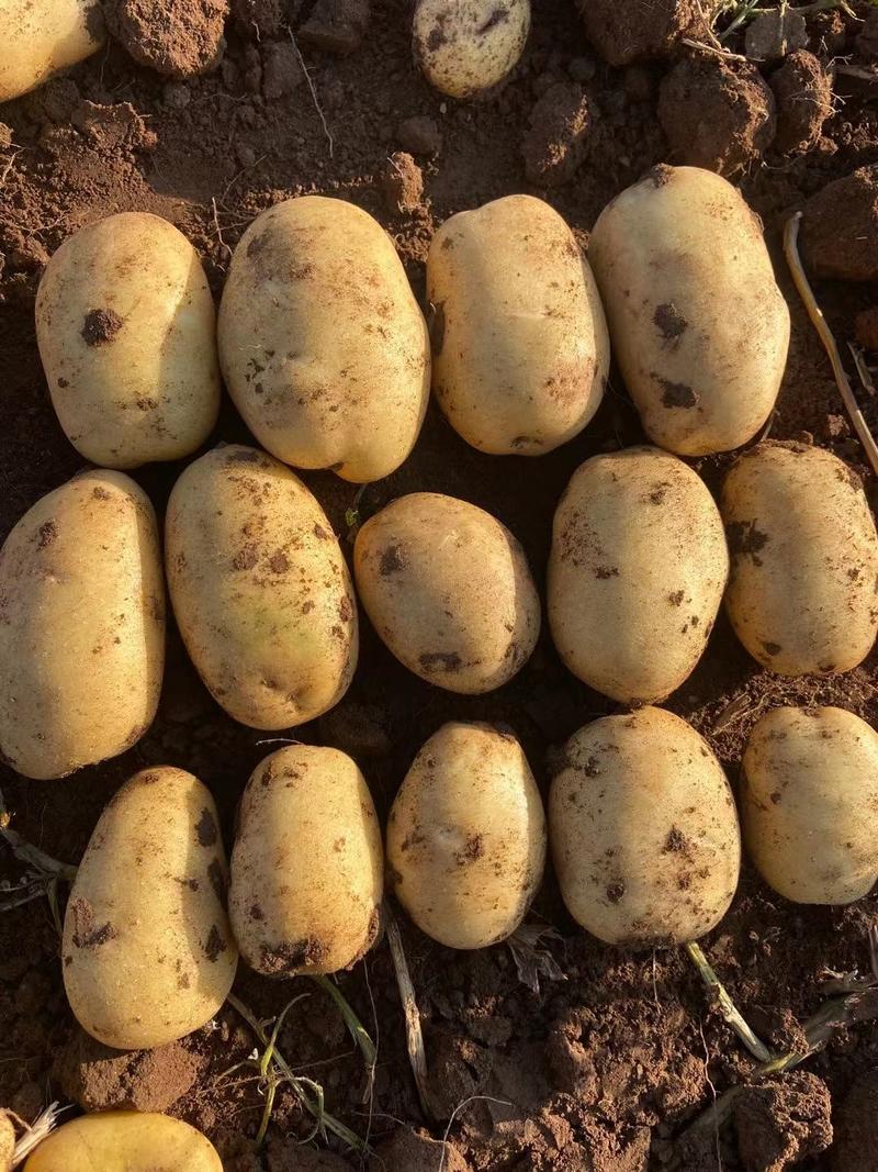 内蒙武川V7土豆品种齐全产地直供供货量大一手货
