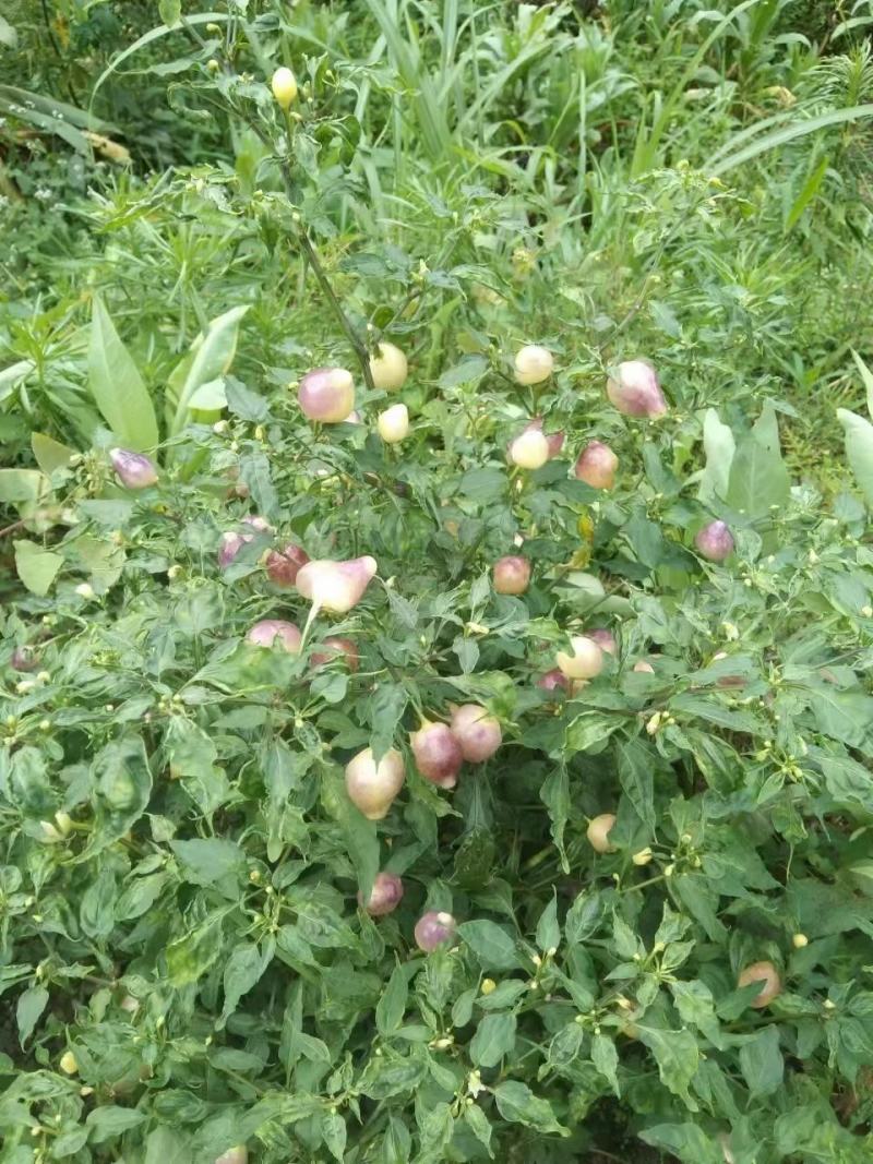 七彩辣椒/七彩椒/鸡心辣/泡椒大量供应