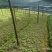 优质红花百部地苦胆种苗