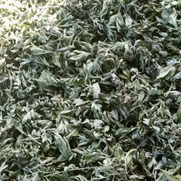 甘肃艾草大量有货，欢迎采购商随时咨询实地看货。