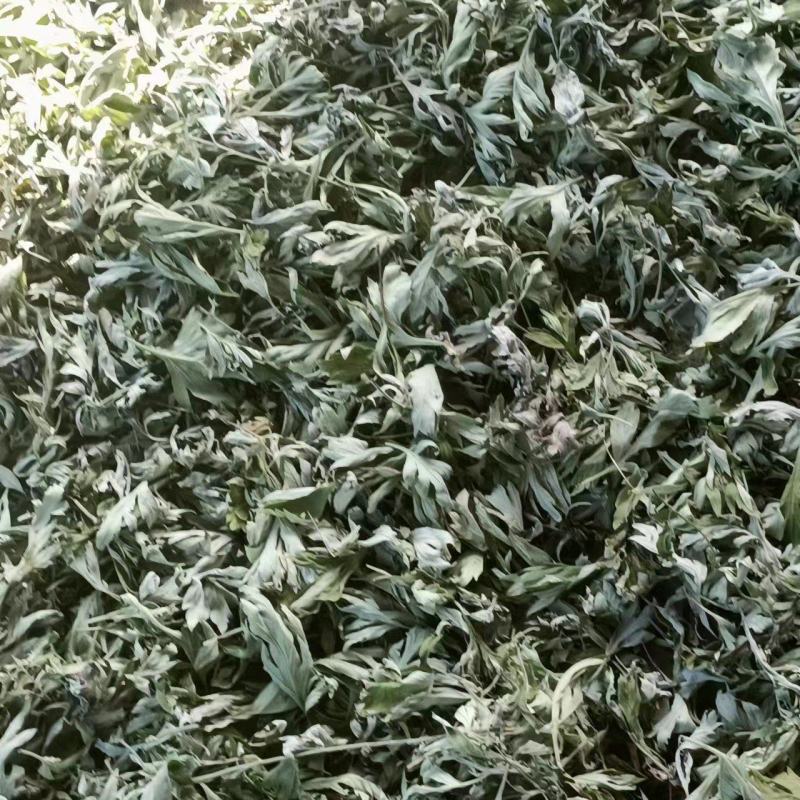 甘肃艾草大量有货，欢迎采购商随时咨询实地看货。