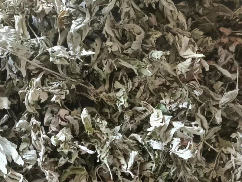 甘肃艾草大量有货，欢迎采购商随时咨询实地看货。