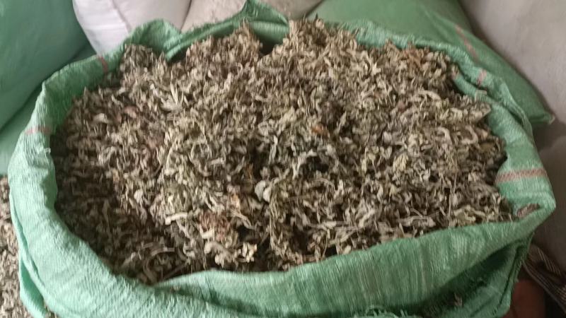 甘肃艾草大量有货，欢迎采购商随时咨询实地看货。