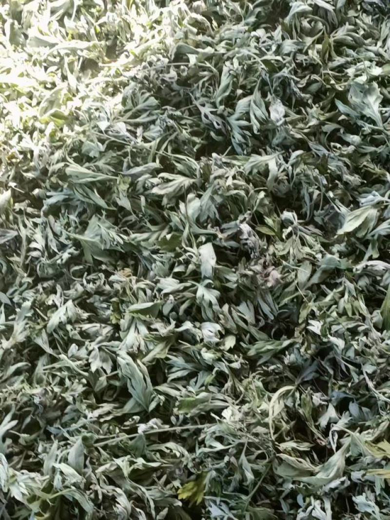 甘肃艾草大量有货，欢迎采购商随时咨询实地看货。