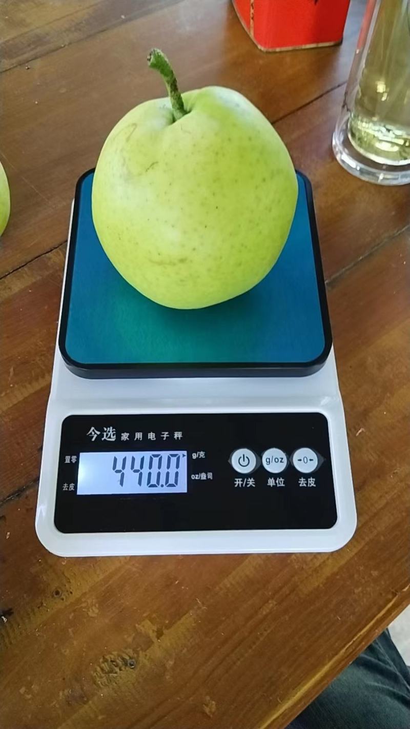 砀山早熟梨518大量上市，甜度高，水份大