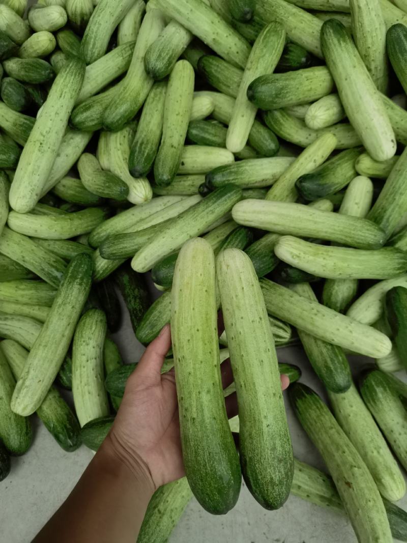 《推荐》优质旱黄瓜，产地直供，对接各大商超档口电商平台