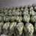 《推荐》优质旱黄瓜，产地直供，对接各大商超档口电商平台