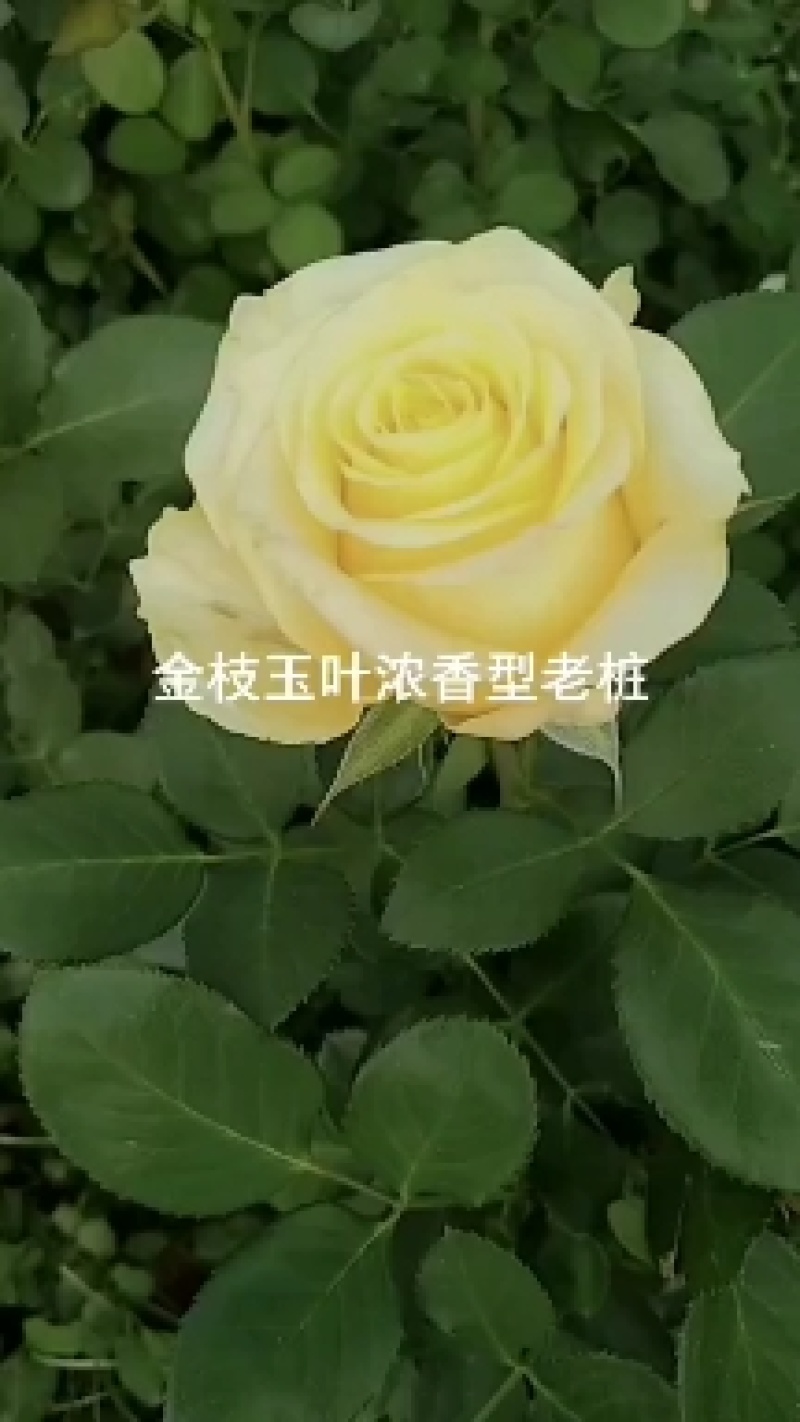 我公司常年批发零售玫瑰裸根苗，