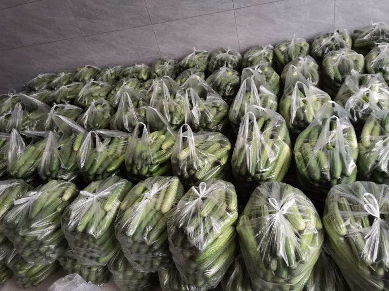 《推荐》优质旱黄瓜，产地直供，对接各大商超档口电商平台