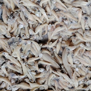 小公鱼白帆鱼饲料鱼