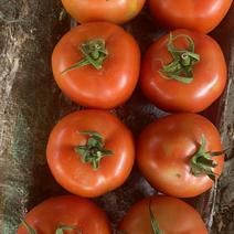宁夏西红柿大量上市货源充足价格合适
