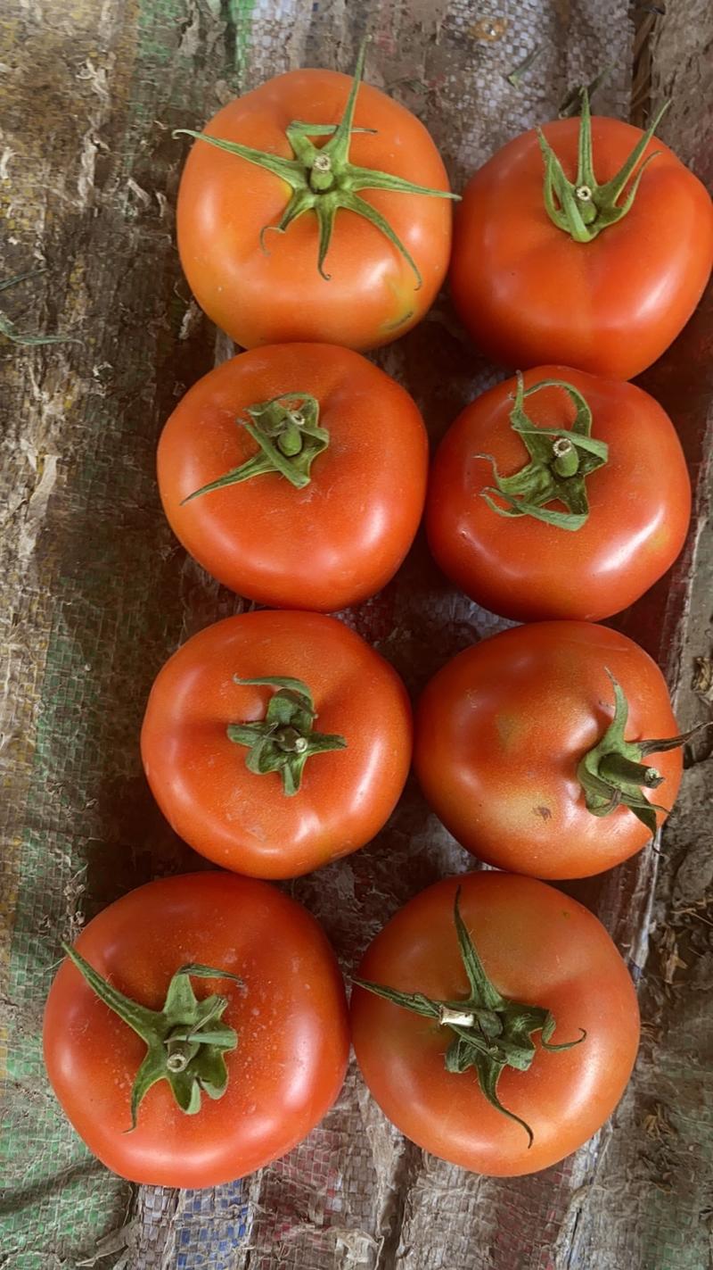 宁夏西红柿大量上市货源充足价格合适