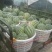 精品头茬无仔美都，支持电商，超市，市场，欢迎各位