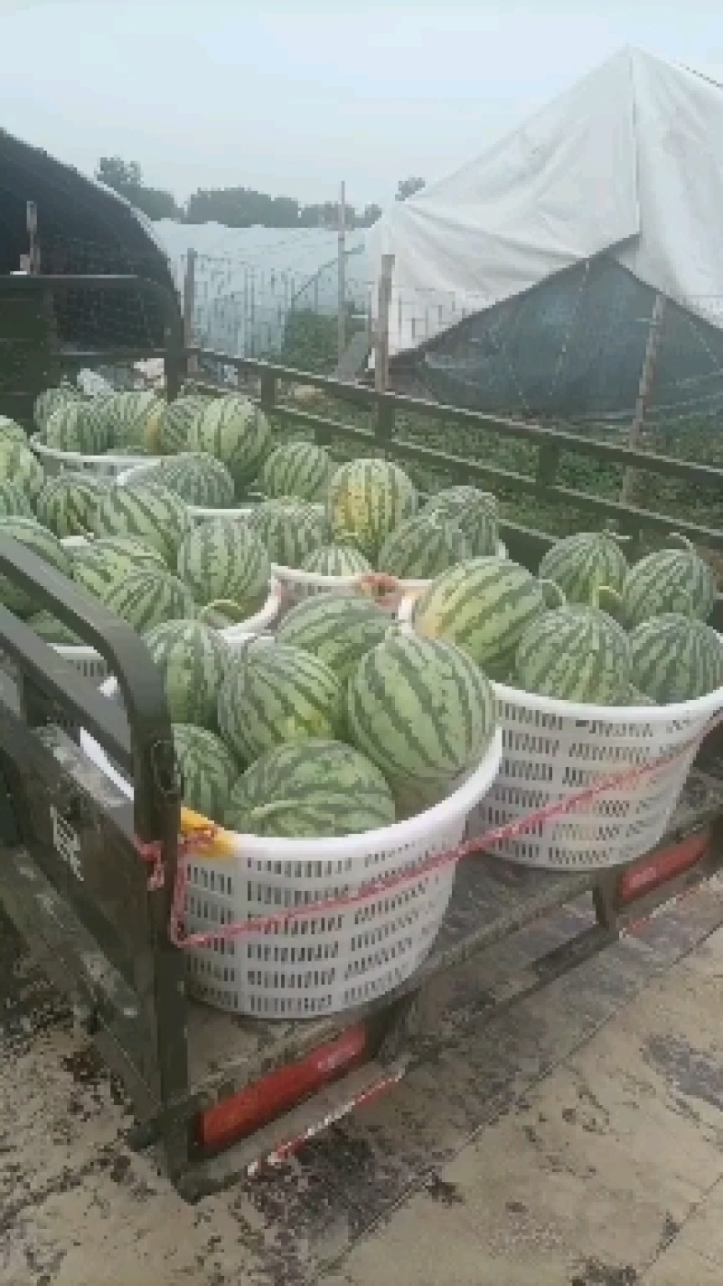 精品头茬无仔美都，支持电商，超市，市场，欢迎各位