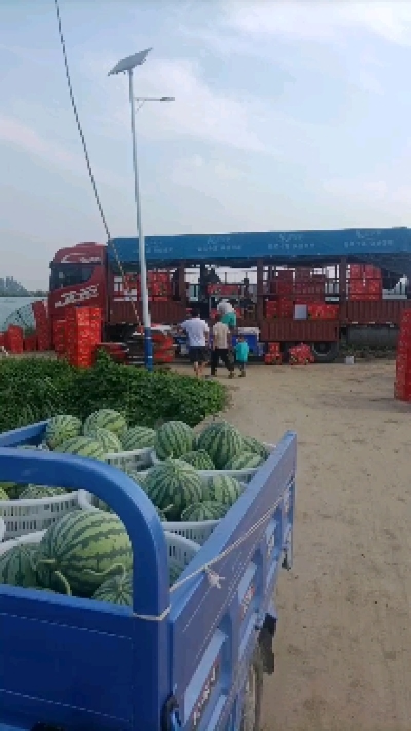 精品头茬无仔美都，支持电商，超市，市场，欢迎各位
